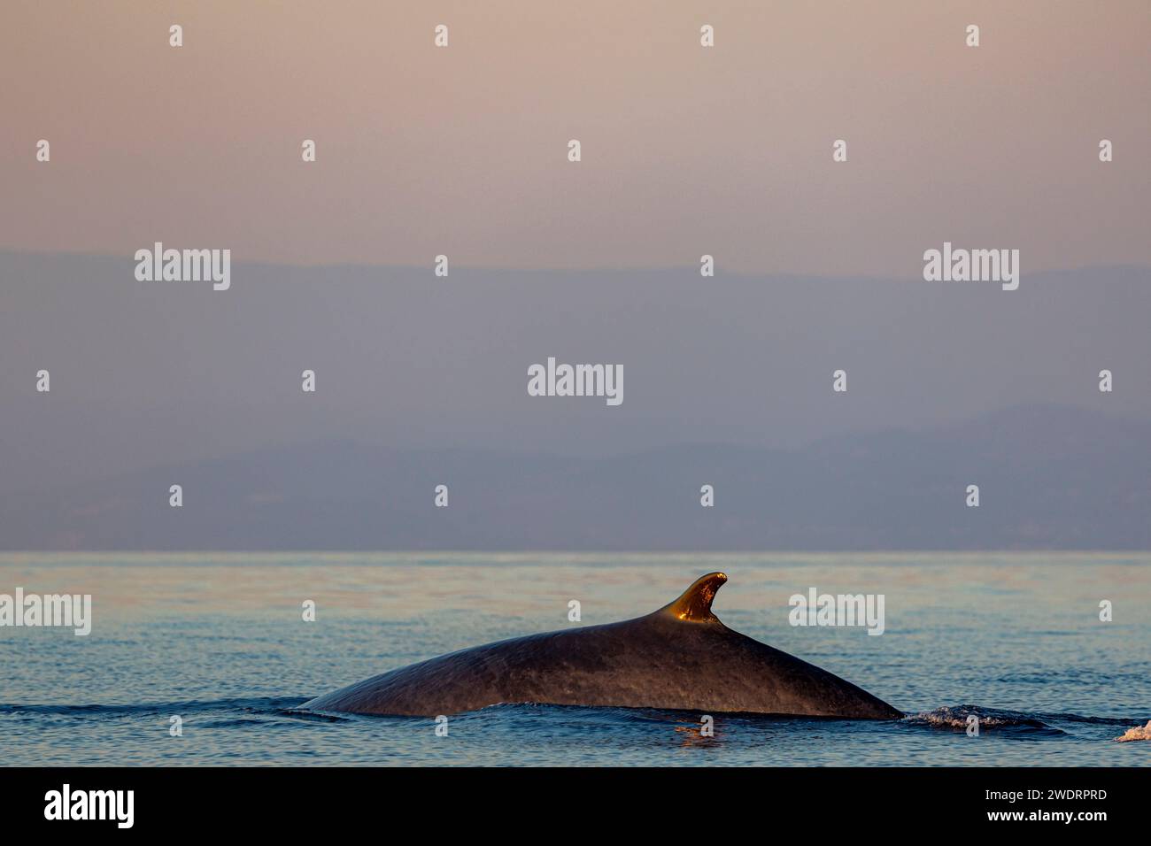 a whale's back in the sunset Stock Photo
