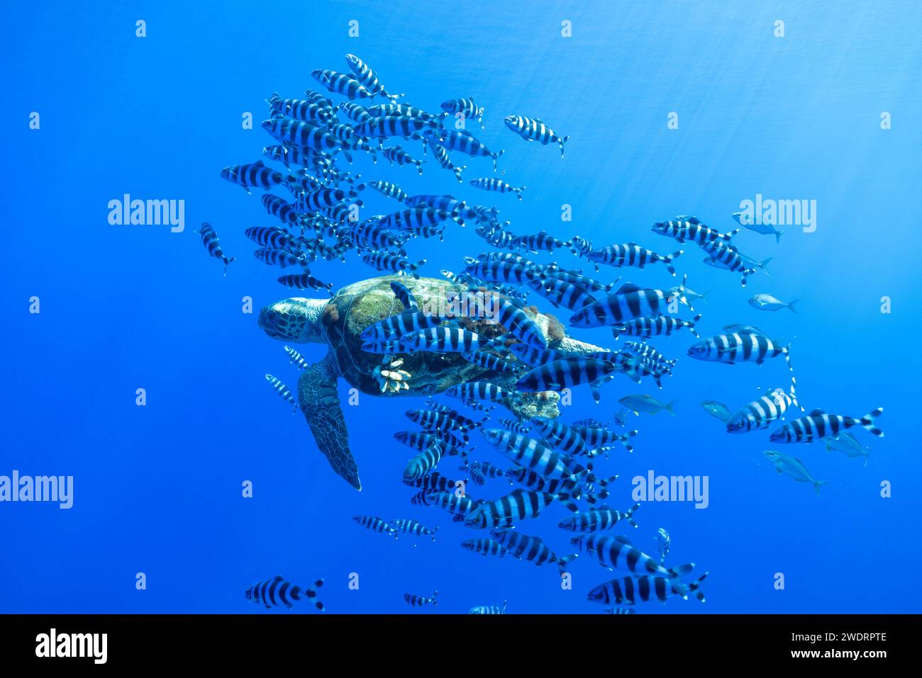 A sea turtle swims underwater with its pilot fish Stock Photo