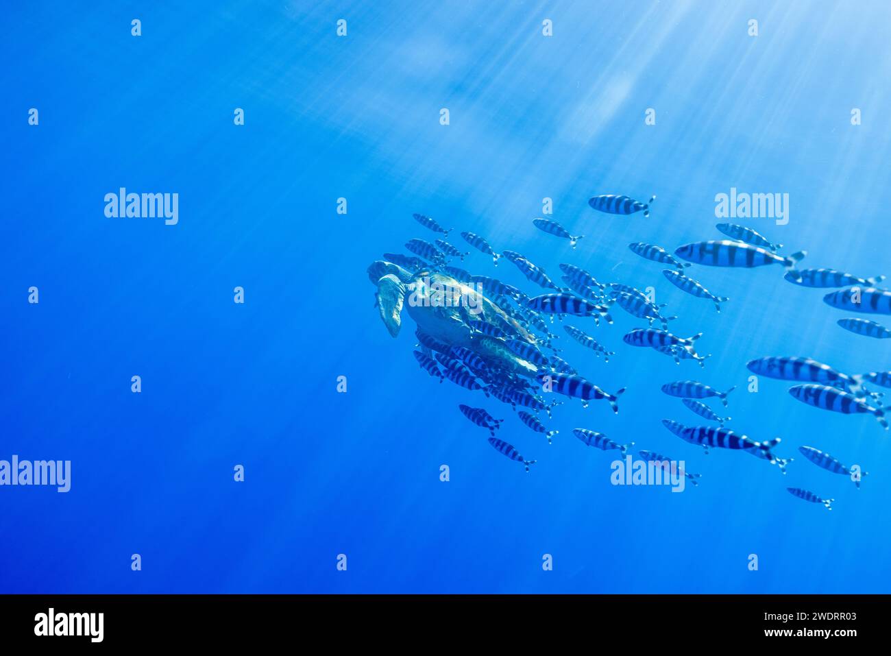 A sea turtle swims underwater with its pilot fish Stock Photo