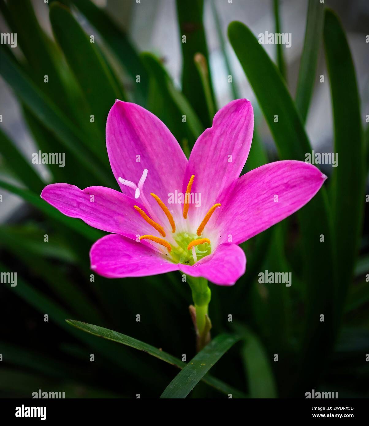 A close-up of a pink Zephyranthes minuta flower surrounded by green plants Stock Photo