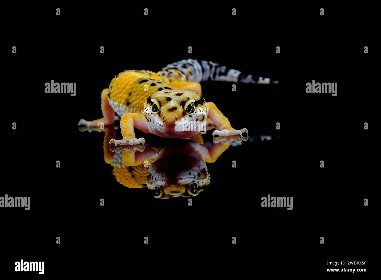 Portrait of gecko on black back ground Stock Photo - Alamy