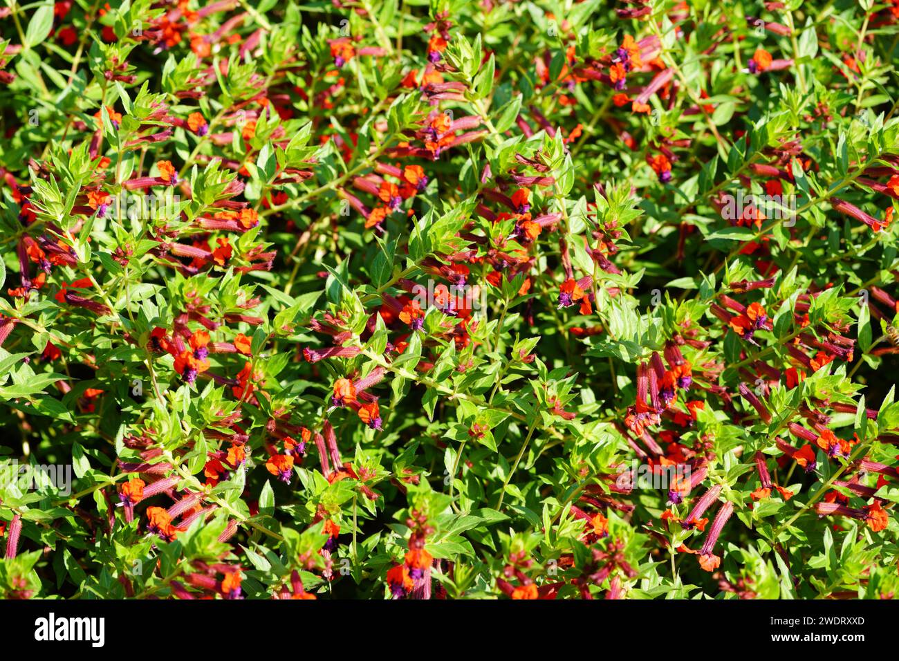 Red flowers of Cuphea Llavea. Flowering plant close-up. Stock Photo