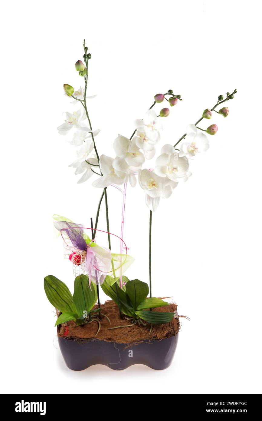artificial orchids in a pot isolated on white background Stock Photo