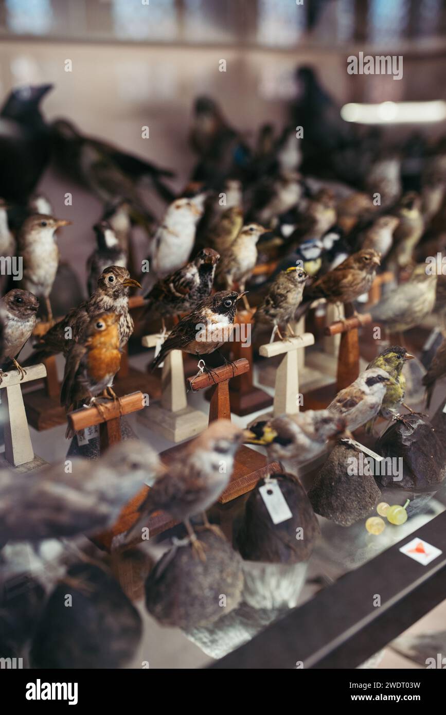 Embalmed birds at natural history museum Stock Photo