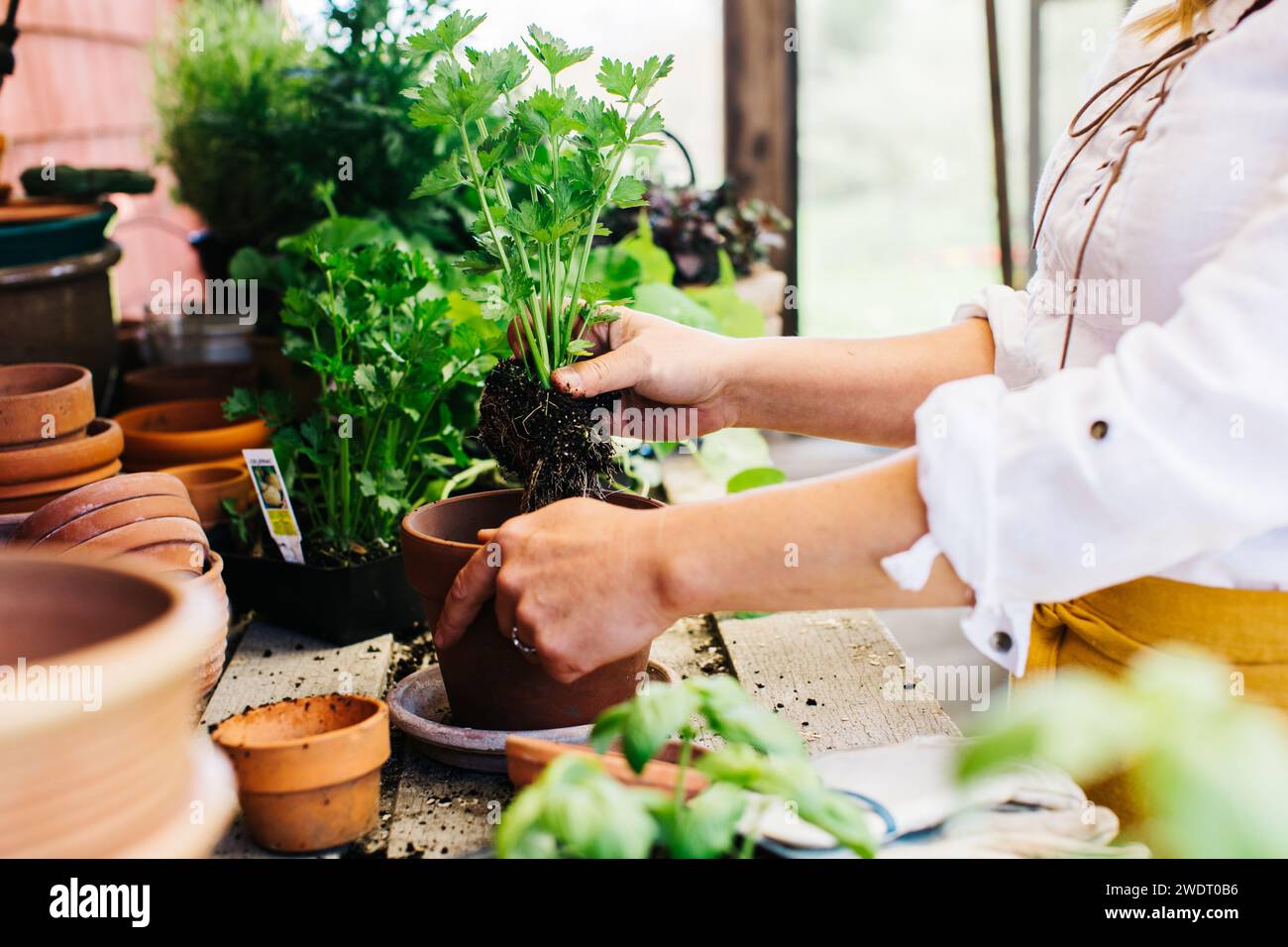 young lady potting up seedlings in a potting shed Stock Photo Alamy