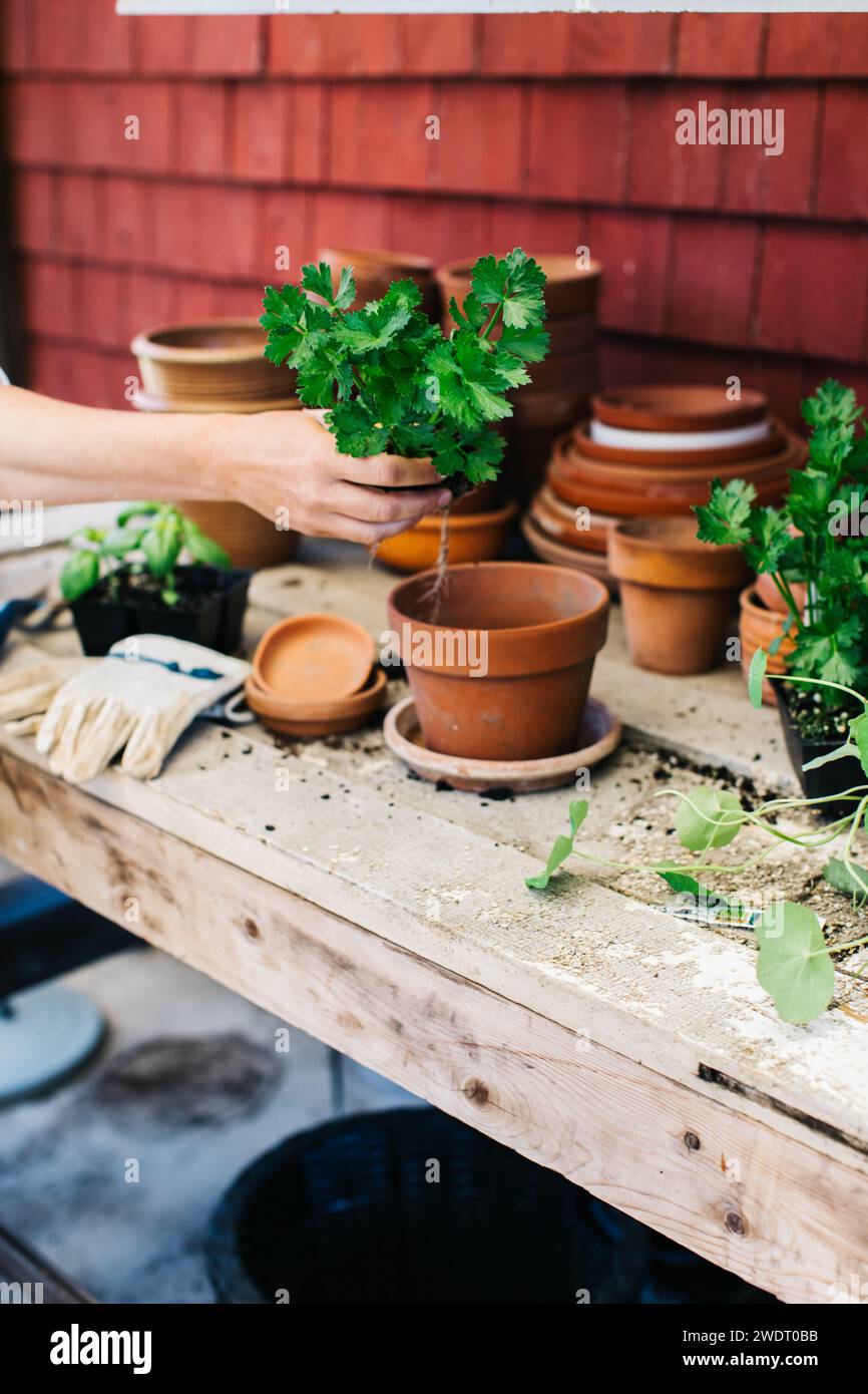 A young girl potting up seedlings into a clay pot Stock Photo Alamy
