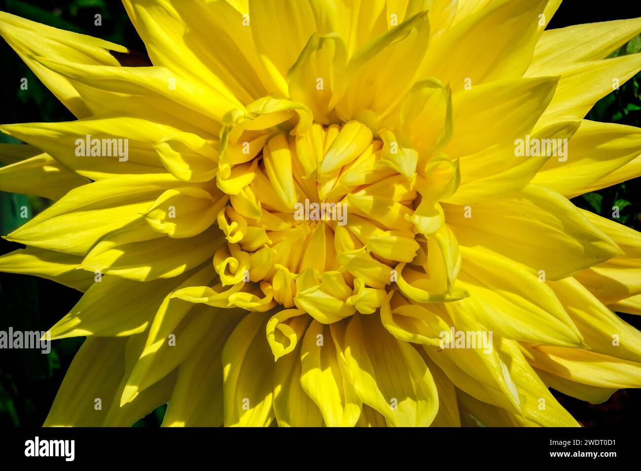 Yellow Giant AC Jeri Dahlia Flower Bellevue Washington Stock Photo - Alamy