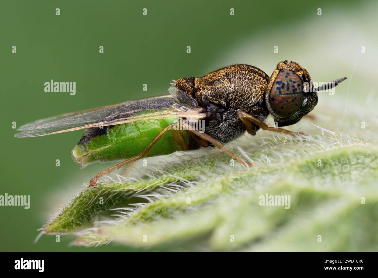 Common Green Colonel soldier fly (Oplodontha viridula). Tipperary ...