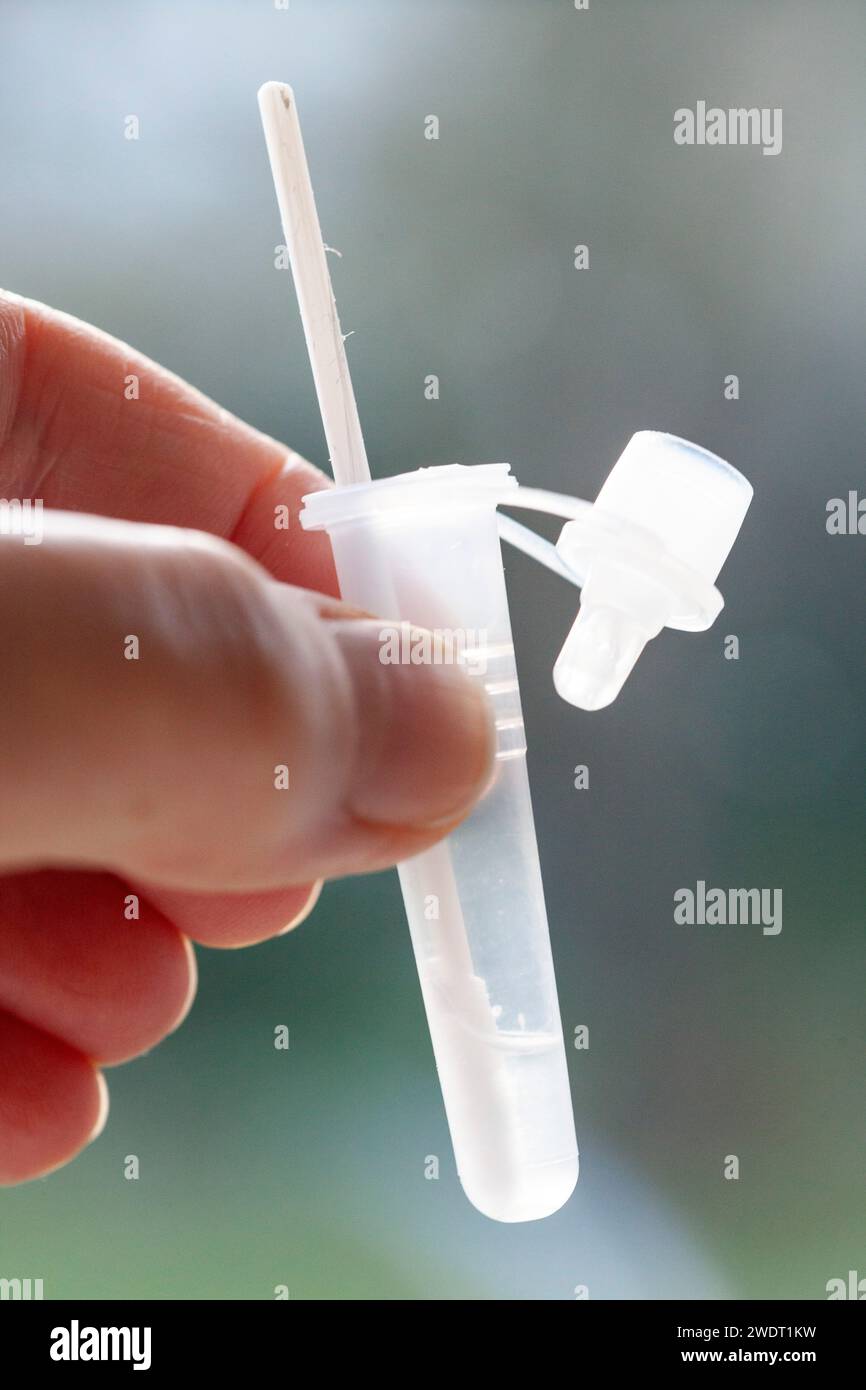 London, UK, 22 January 2024: A swab for a covid test in a tube of extraction buffer solution, preparing for a coronavirus Flowflex test at home. Anna Stock Photo