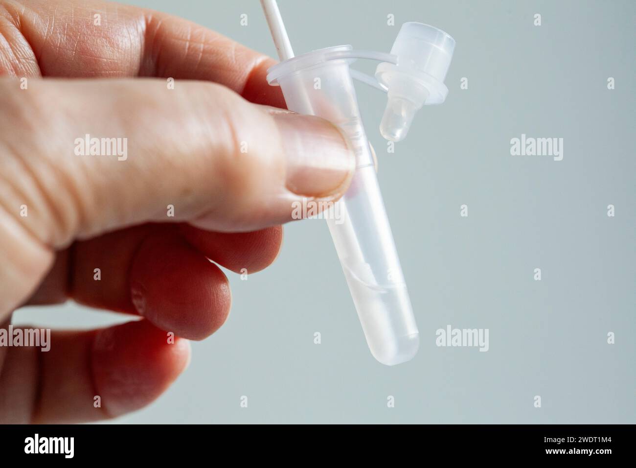 London, UK, 22 January 2024: A swab for a covid test in a tube of extraction buffer solution, preparing for a coronavirus Flowflex test at home. Anna Stock Photo