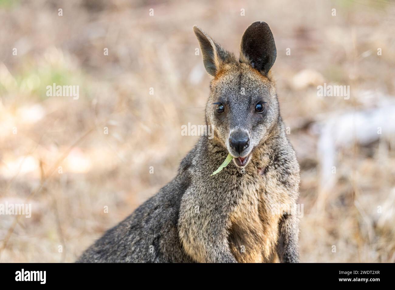 Swamp Wallaby Wallabia Bicolor A Small Macropod Marsupial Of Eastern