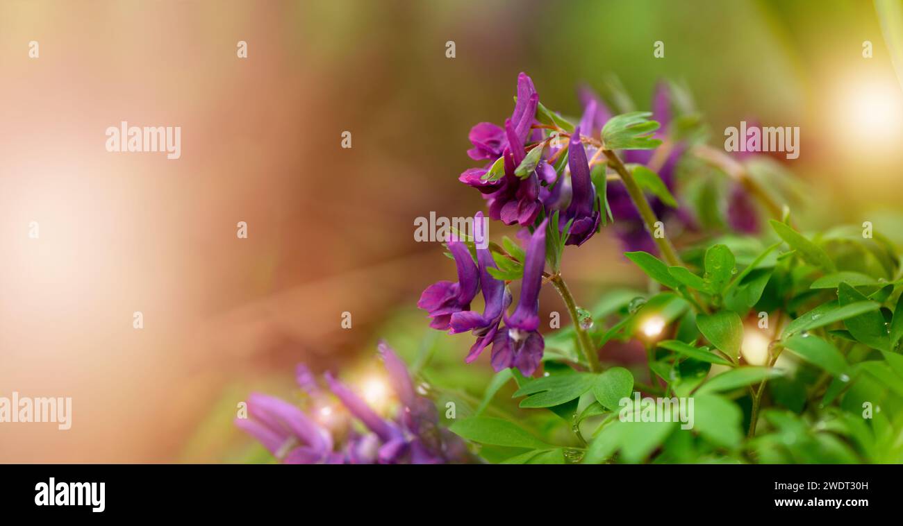 Corydalis flower. First spring violet flower blooming in the forest. Spring seasonal banner with purple bird-in-a-bush corydalis solida against a Stock Photo