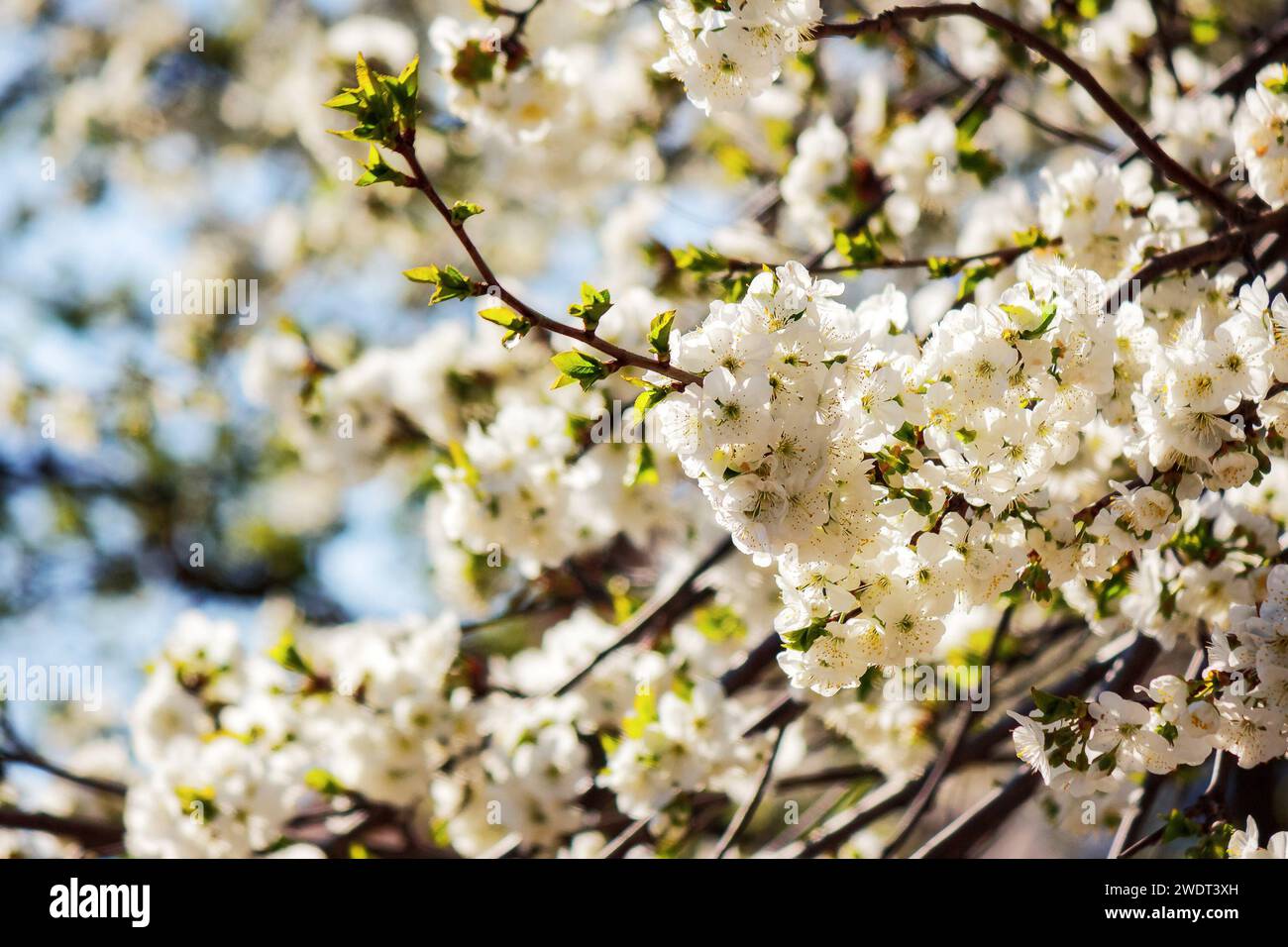 closeup of a blossoming apple branches in the garden. easter and springtime greeting card background concept Stock Photo