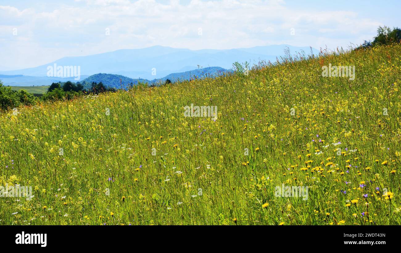 nature scenery with tall grass with herbs on the alpine meadow of carpathian mountains. green outdoor landscape of ukrainian highlands in summer seaso Stock Photo