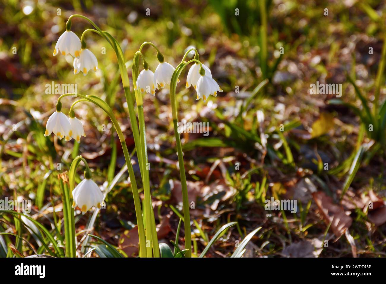spring snowflake blooming on the forest glade. beautiful nature ...