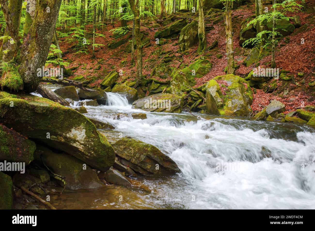 river among stones in the carpathian primeval beech woods. outdoor nature scenery in spring Stock Photo