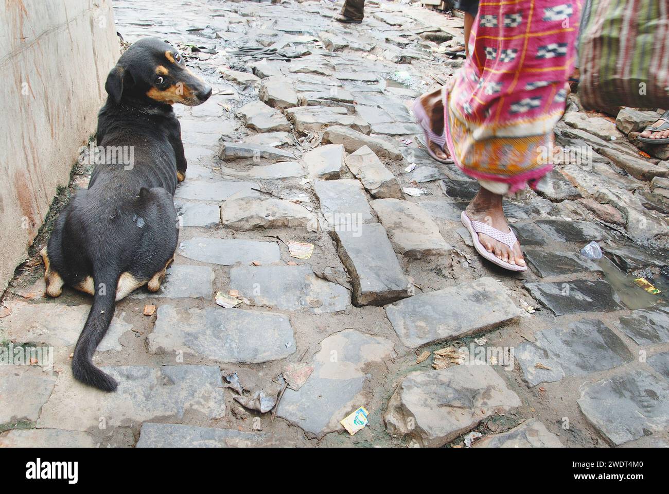 dogs-die-due-to-bad-environment-this-is-the-grim-reality-of-stray-dogs