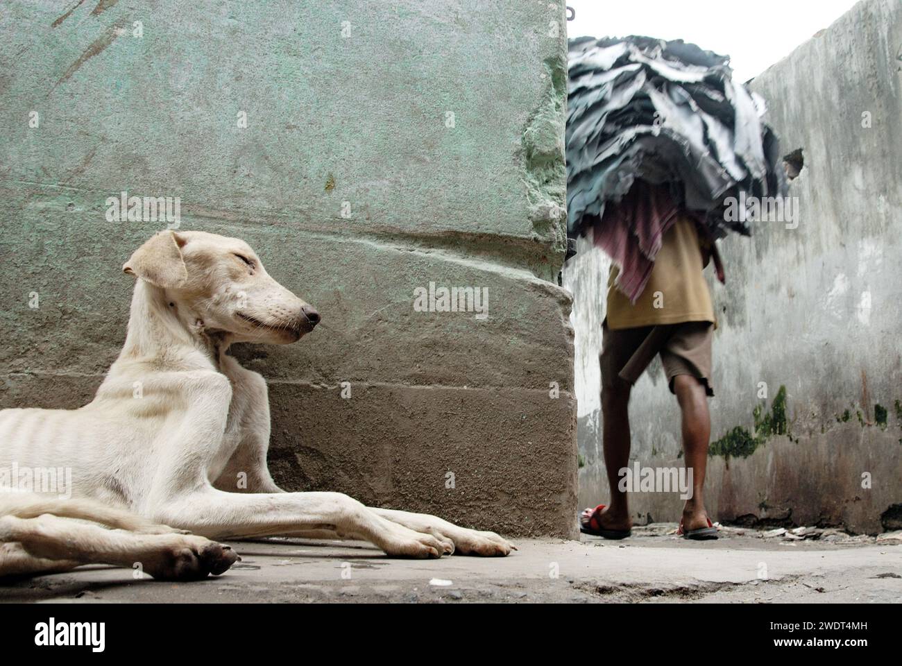 Dogs die due to bad environment. This is the grim reality of stray dogs living near Park Circus in central Kolkata- who are dying everyday because of industrial pollution from leather factories. According to a report by the National Environmental Engineering Research Institute, presence of chrome-based tanning among Kolkata tanners, with inappropriate wastewater drainage and collection systems, was causing serious environmental, health and hygiene problems. Several units are still functioning illegally in the Tangra & char number-park circus area. Kolkata, West Bengal, India. Stock Photo