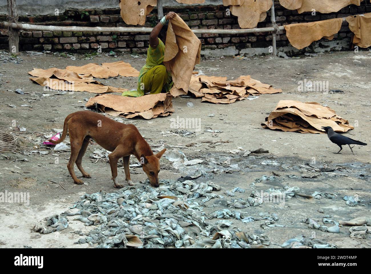 Dogs die due to bad environment. This is the grim reality of stray dogs living near Park Circus in central Kolkata- who are dying everyday because of industrial pollution from leather factories. According to a report by the National Environmental Engineering Research Institute, presence of chrome-based tanning among Kolkata tanners, with inappropriate wastewater drainage and collection systems, was causing serious environmental, health and hygiene problems. Several units are still functioning illegally in the Tangra & char number-park circus area. Kolkata, West Bengal, India. Stock Photo
