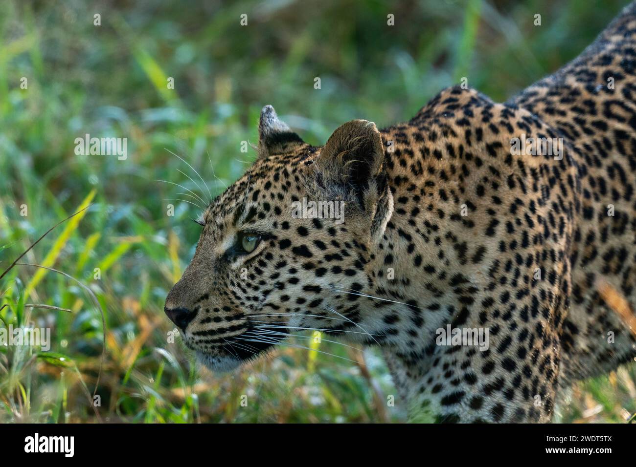 Leopard (Panthera pardus), Sabi Sands Game Reserve, South Africa, Africa Stock Photo