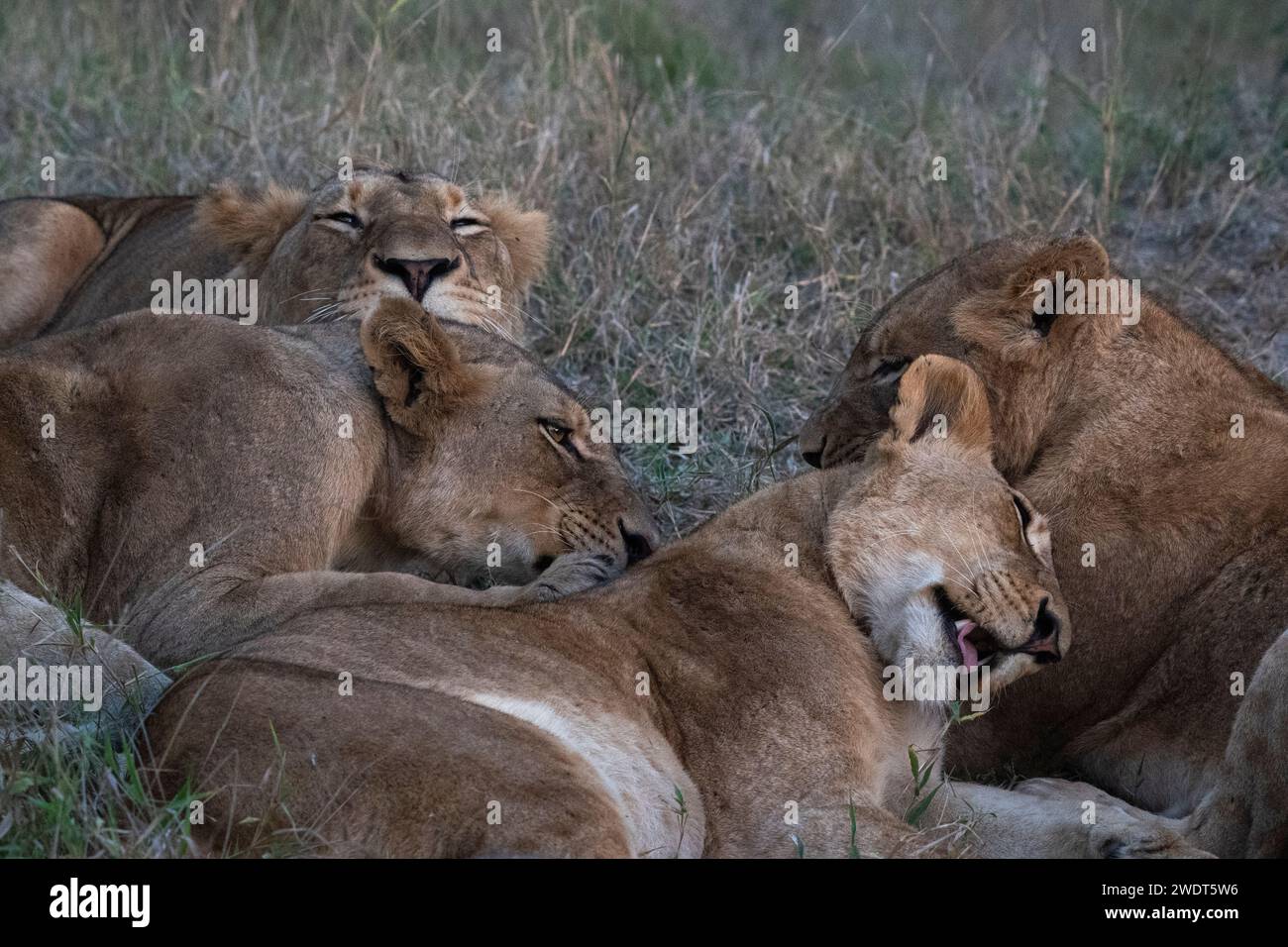 Lion pride (Panthera leo), Sabi Sands Game Reserve, South Africa, Africa Stock Photo