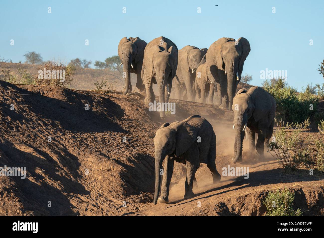 African elephant (Loxodonta africana) walking in line, Mashatu Game Reserve, Botswana, Africa Stock Photo
