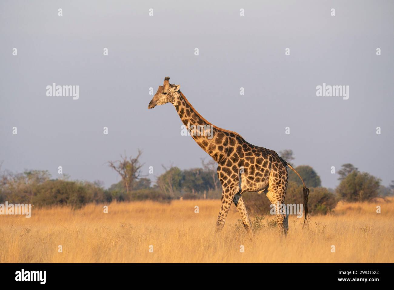 Giraffe (Giraffa camelopardalis), Okavango Delta, Botswana, Africa Stock Photo
