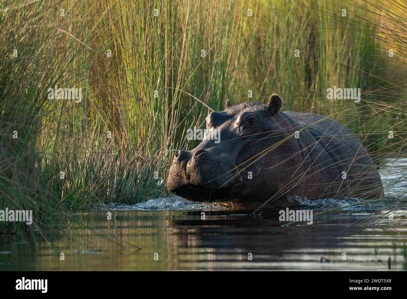 Hippopotamus (Hippopotamus amphibius), Okavango Delta, Botswana, Africa Stock Photo