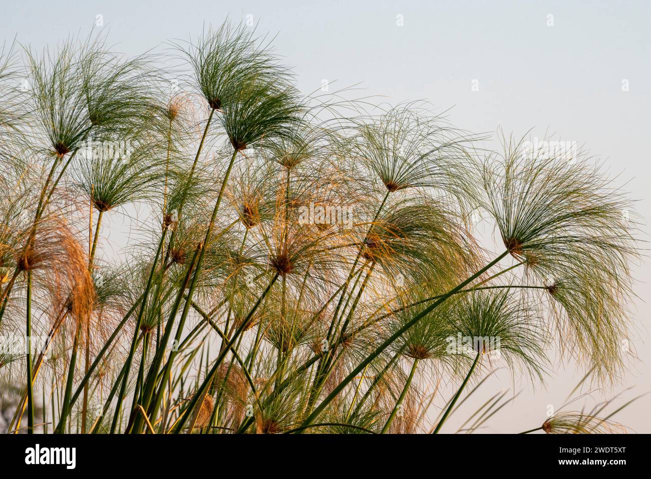 Papyrus (Papyrus sp), Okavango Delta, Botswana, Africa Stock Photo