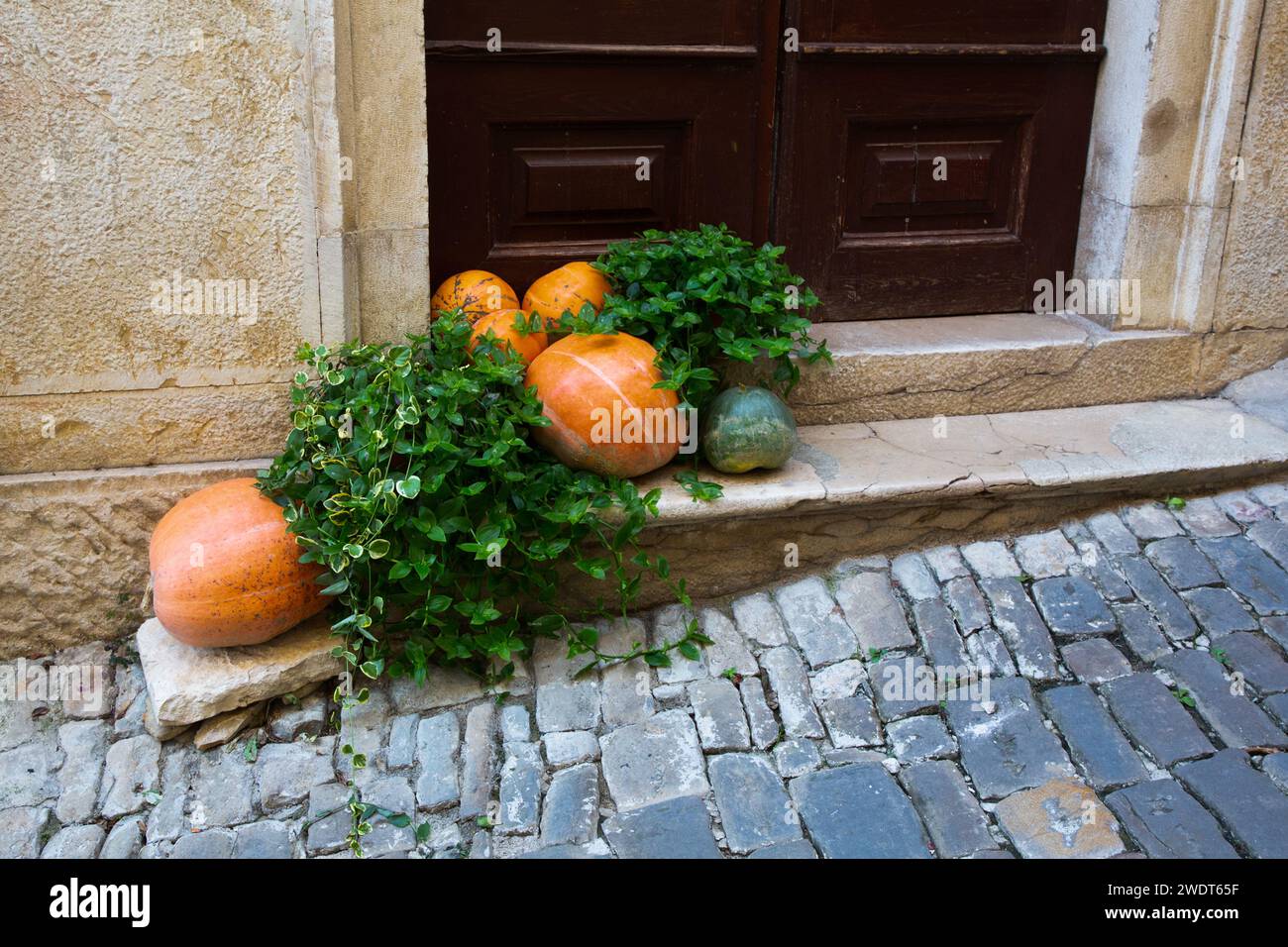 Decorative Pumpkins, Motovun, Croatia, Europe Stock Photo