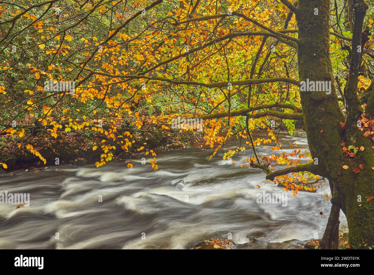 Autumn colours in ancient woodland along the banks of the River Teign, near Fingle Bridge, Dartmoor National Park, Devon, England, United Kingdom Stock Photo