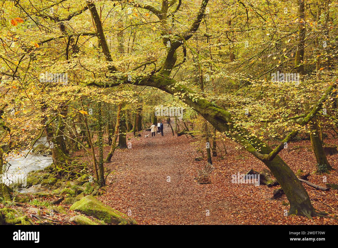 Autumn colours in ancient woodland, near Ivybridge, Dartmoor National Park, Devon, England, United Kingdom, Europe Stock Photo