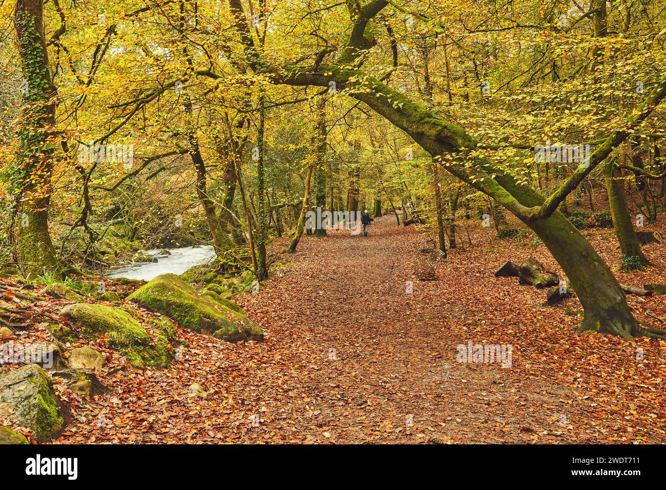 Autumn colours in ancient woodland, near Ivybridge, Dartmoor National Park, Devon, England, United Kingdom, Europe Stock Photo