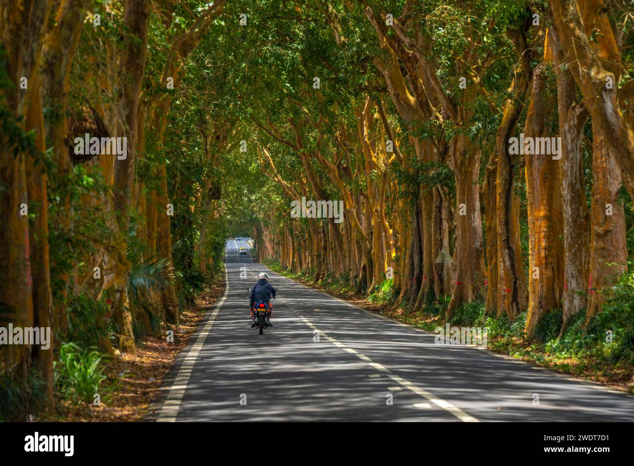 View of tree lined road near Sir Seewoosagur Ramgoolam Botanical Garden, Mauritius, Indian Ocean, Africa Stock Photo