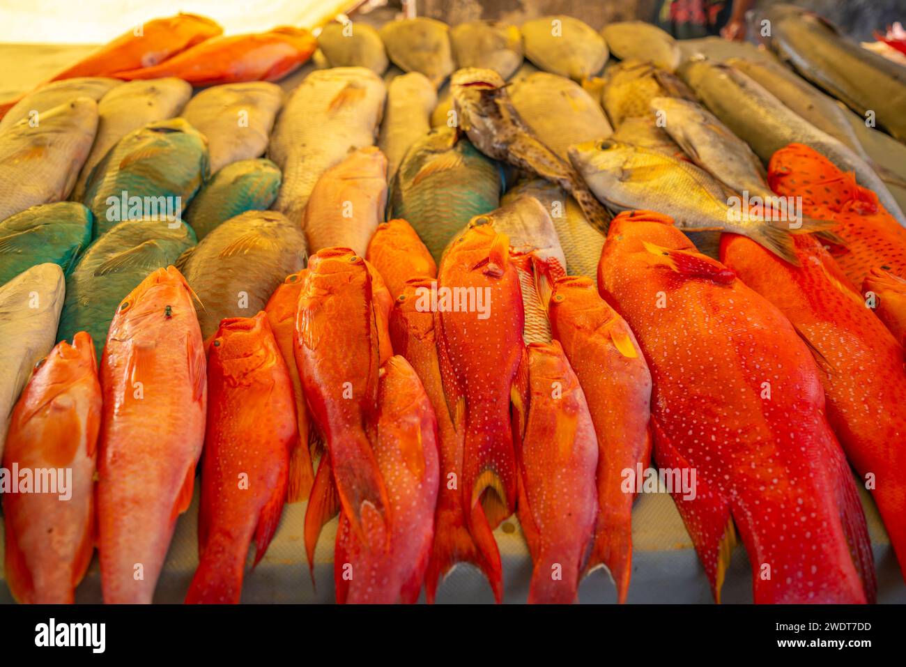 View of day's catch on fish stall in Grand Bay at golden hour, Mauritius, Indian Ocean, Africa Stock Photo