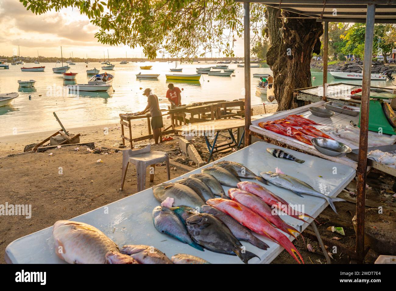 View of day's catch on fish stall in Grand Bay at golden hour, Mauritius, Indian Ocean, Africa Stock Photo