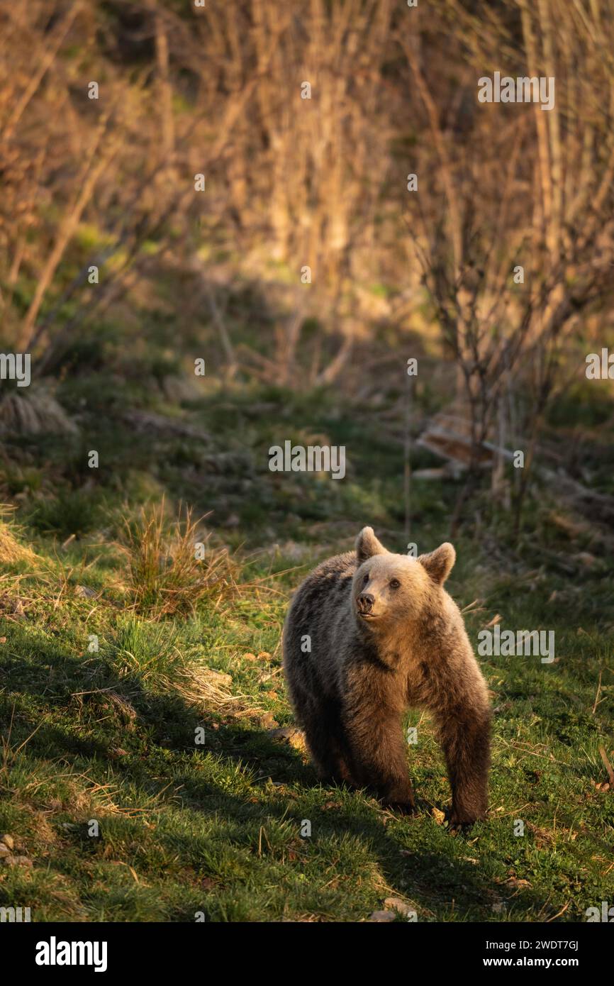 Brown Bear seen from Bunea Wilderness Hide, Fagaras Mountains, Arges County, Muntenia, Romania, Europe Stock Photo