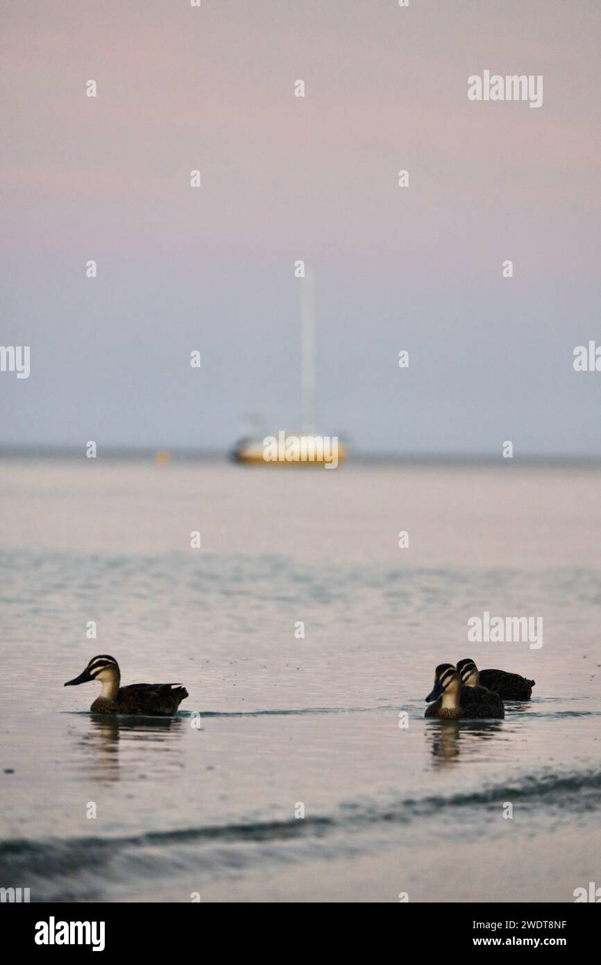 A group of Pacific black ducks peacefully gliding through serene waters Stock Photo