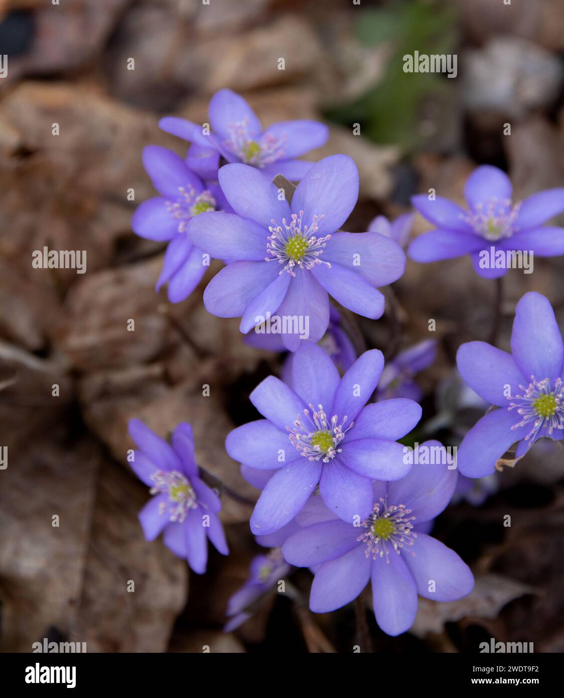 flowering plant, uncultivated, nature, springtime, plant, blue, blossom, liverwort, outdoor, forest, photography, no people, close-up, spring, hepatic Stock Photo