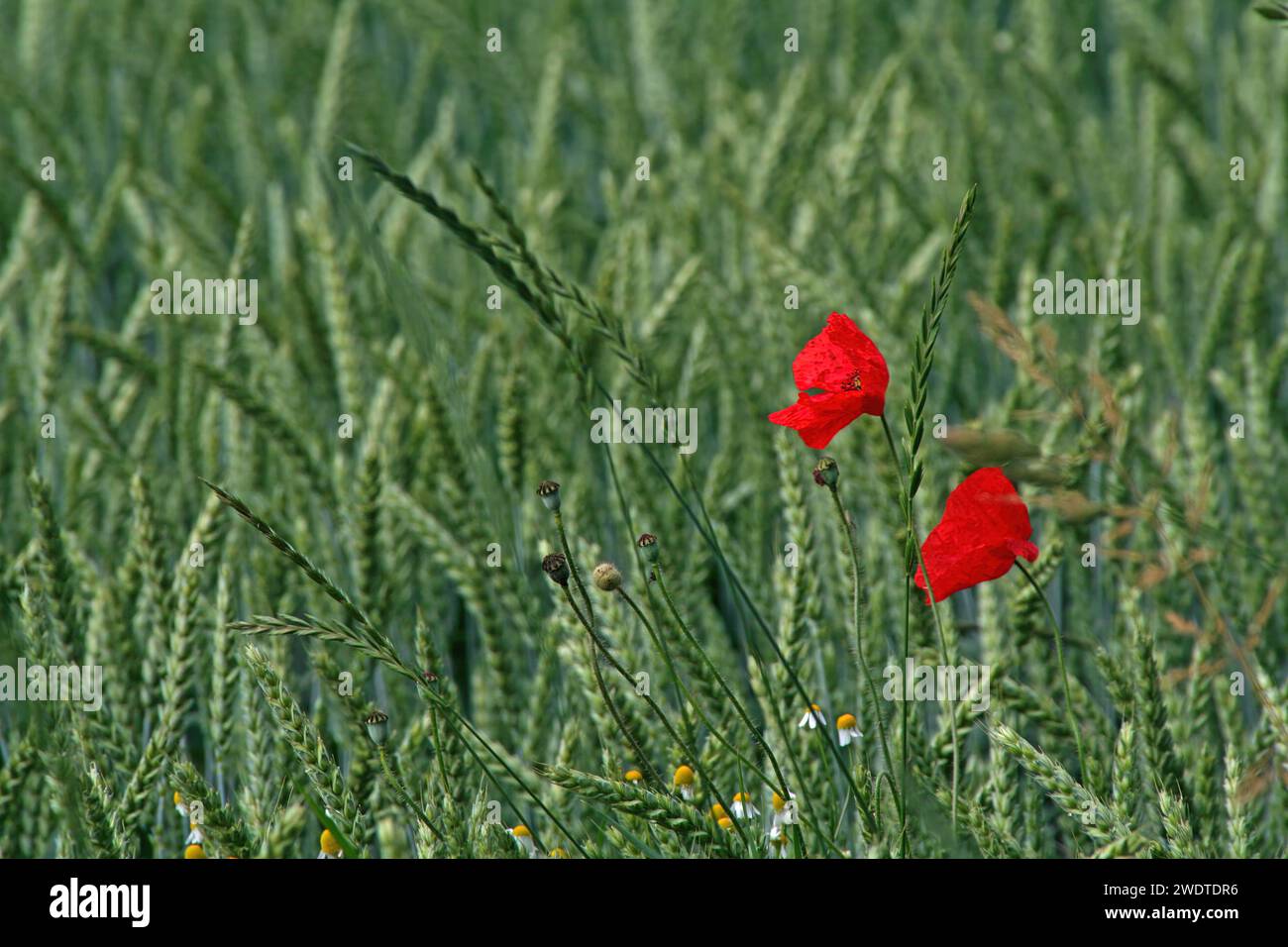 Poppies Stock Photo