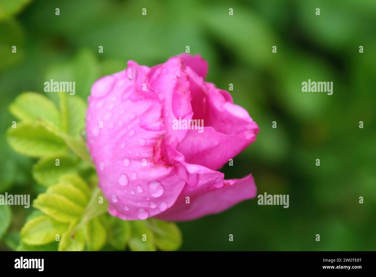 Kartoffel-Rose (Rosa rugosa), Langeoog, Nordsee Stock Photo - Alamy
