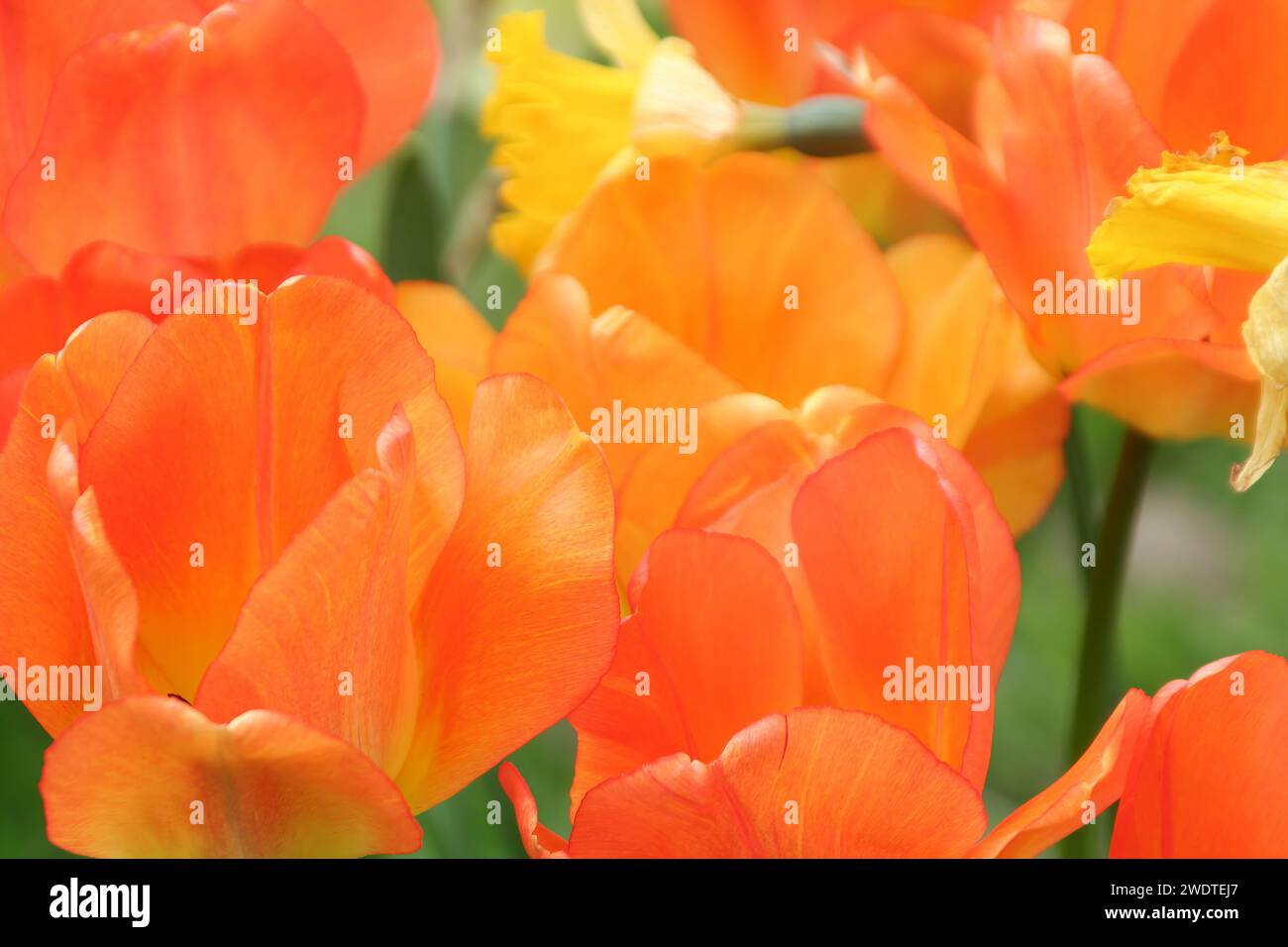 Tulip tulpe hi-res stock photography and images - Alamy