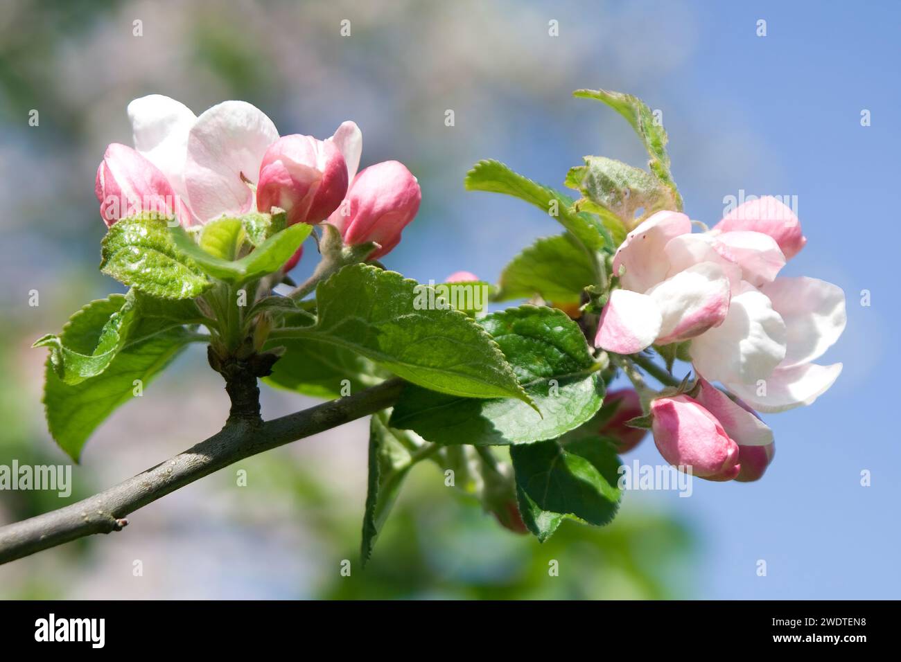 Apple Blossom Stock Photo