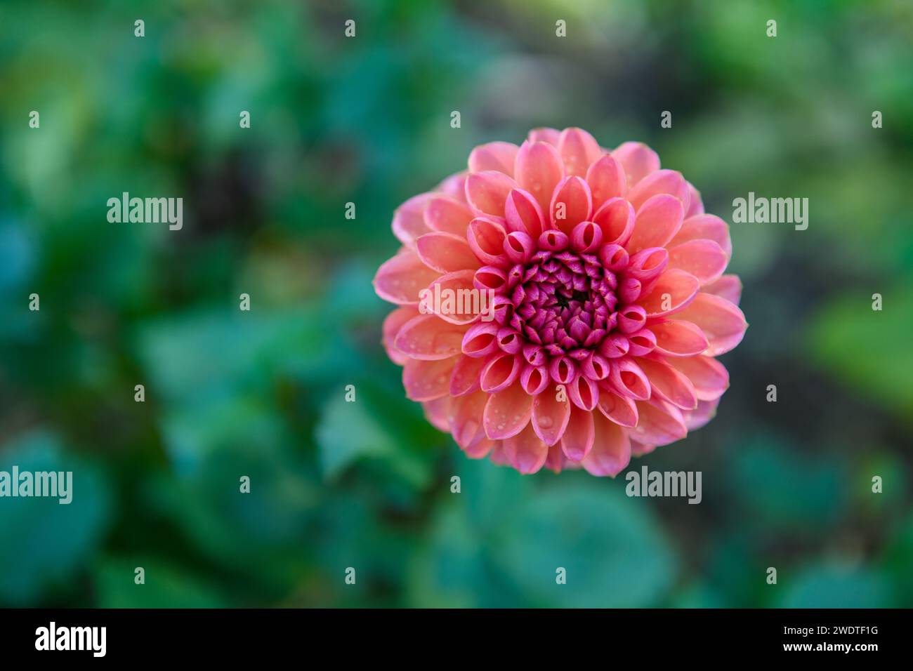 Daisy duke dahlia. Pink dahlia flower. Stock Photo