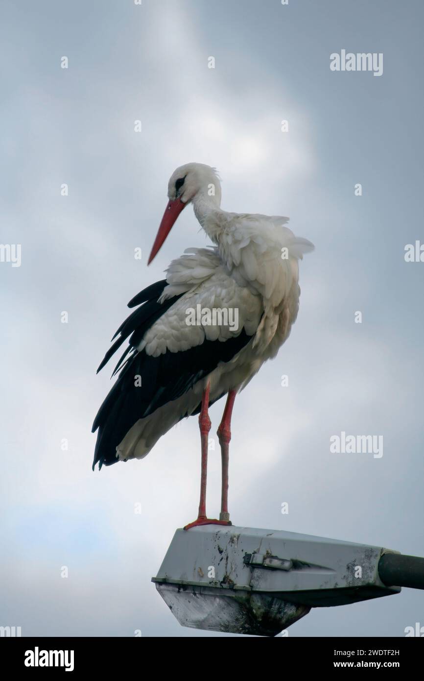 White Stork on a Street Light Stock Photo