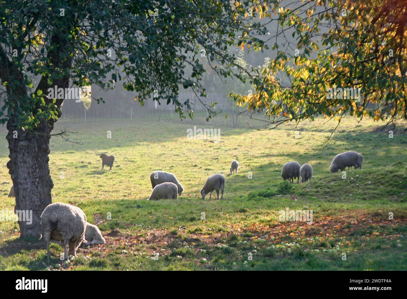 Sheep on the meadow Stock Photo - Alamy