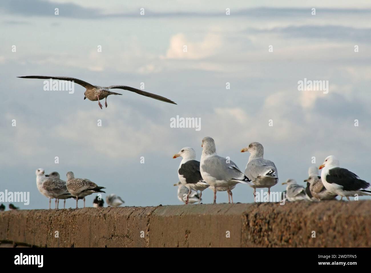 European Herring Gulls and Great Black-Backed Gulls Stock Photo