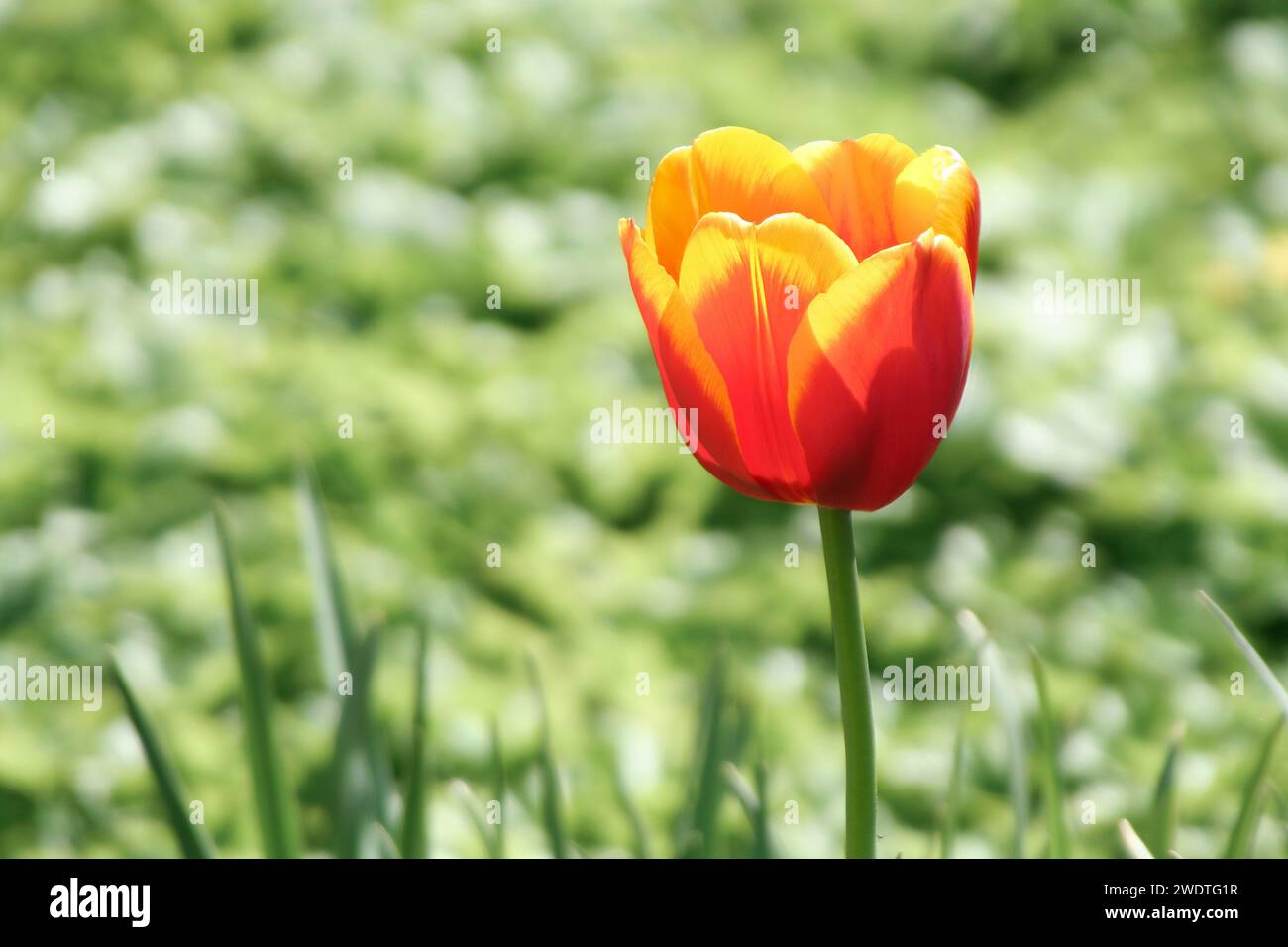Tulpe liliaceae tulip hi-res stock photography and images - Alamy