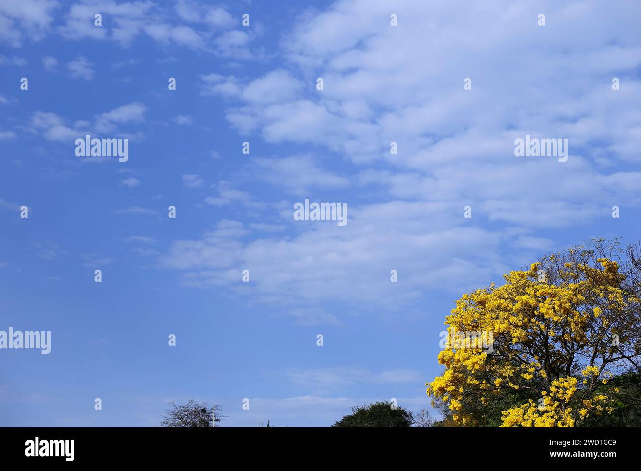Bloom detail in yellow ipe tree with bright blue sky Stock Photo