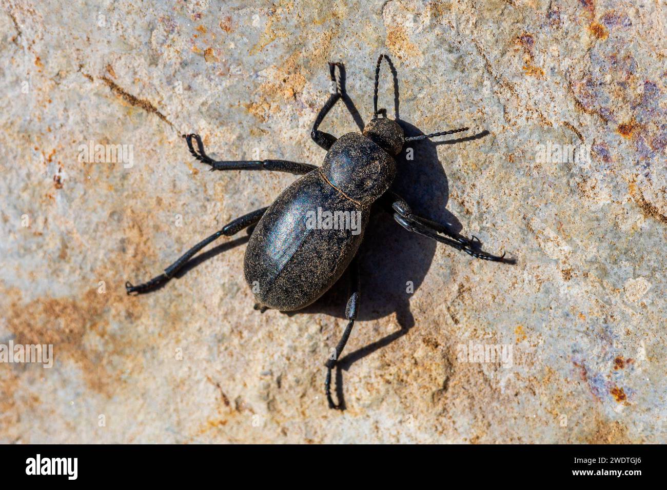 Blaps Genus, Darkling Beetle Stock Photo Alamy